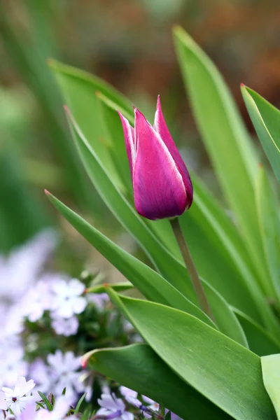 Pembe Lale — Stok fotoğraf