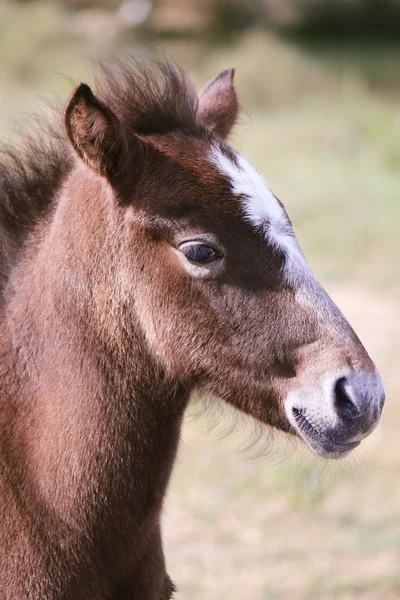 Foal — Stock Photo, Image