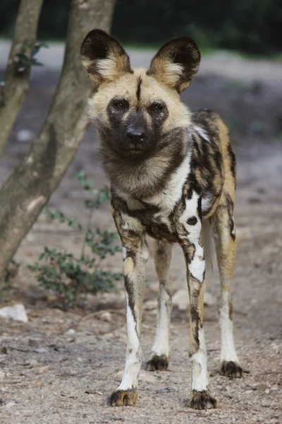 Perro salvaje africano — Foto de Stock