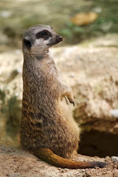 Meerkaty — Stock fotografie