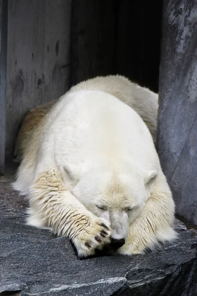 Is - eller polar-bear — Stockfoto