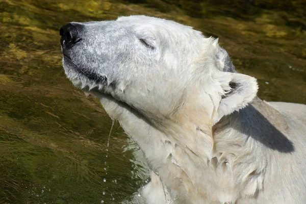 Ours blanc ou blanc — Photo