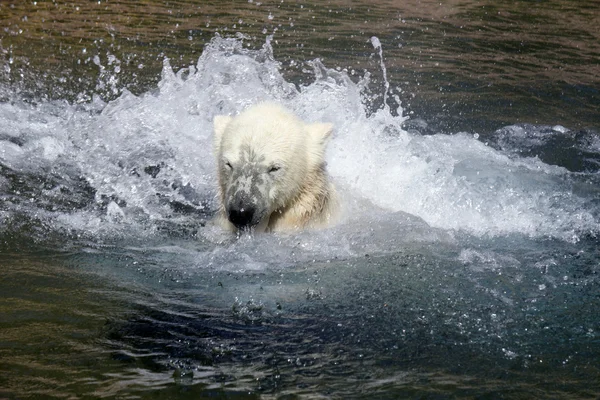 Buz - veya polar-bear — Stok fotoğraf