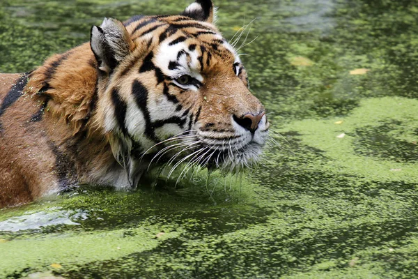 Tiger in Water — Φωτογραφία Αρχείου