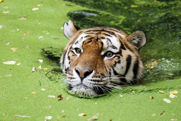 Tigre siberiana in acqua — Foto Stock