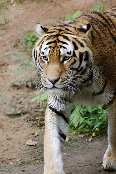 Tiger — Stock Photo, Image