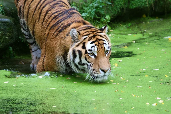 水の中の虎 — ストック写真