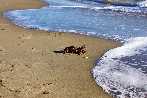 Granchio sulla spiaggia — Foto Stock