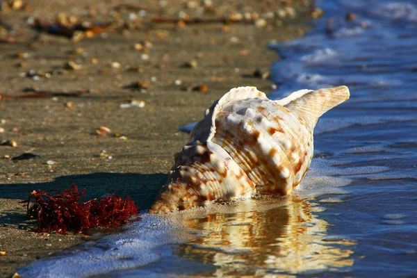 Shell in mare — Foto Stock