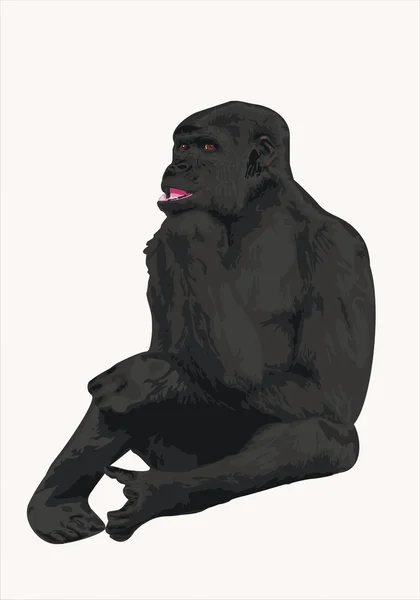 Gorilla — Foto Stock