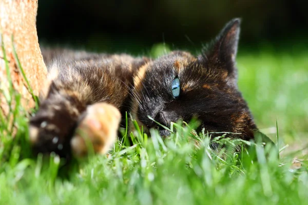 Katten slappnar i trädgården — Stockfoto