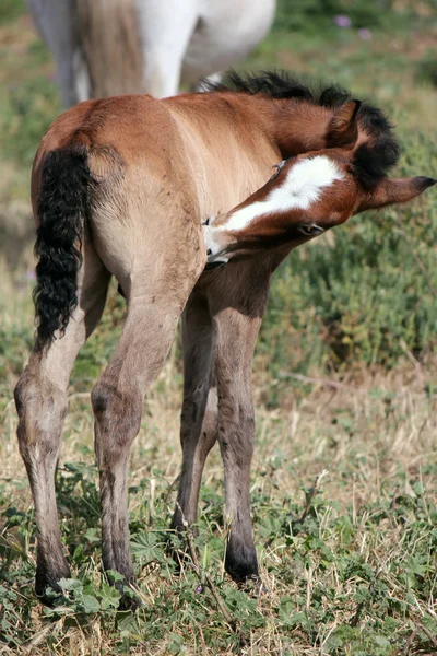 茶色の子馬 — ストック写真