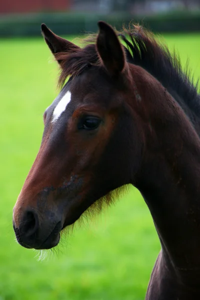 Horse — Stock Photo, Image