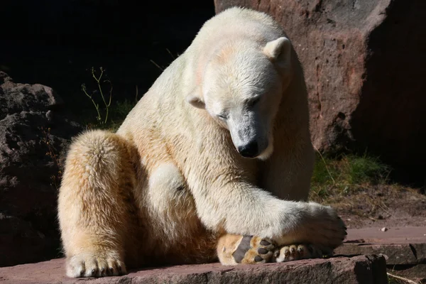 Buz - veya polar-bear — Stok fotoğraf