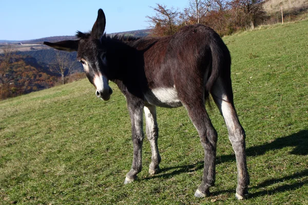 Burro. — Fotografia de Stock