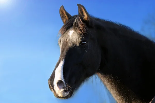 Cavalo — Fotografia de Stock