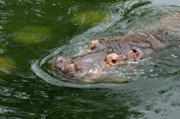 Nilpferd — Stockfoto