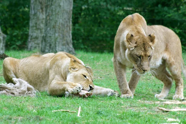 Young lions — Stock Photo, Image