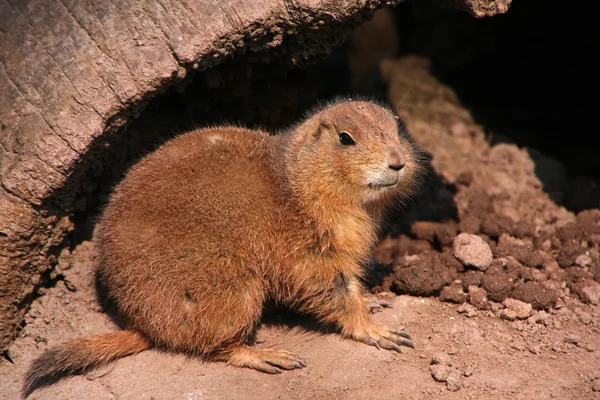 Prarie dog — Stock Photo, Image