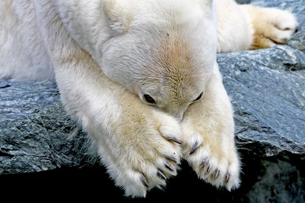 Urso polar — Fotografia de Stock