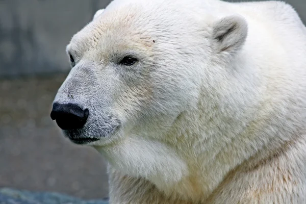 Urso polar — Fotografia de Stock