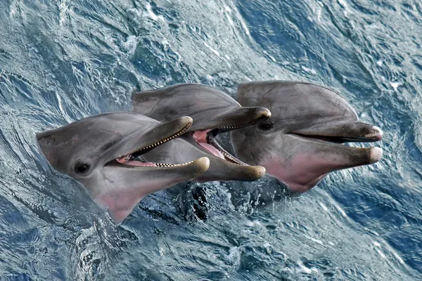 Delfiny Obrazy Stockowe bez tantiem