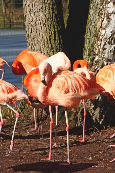 Flamingo — Stockfoto