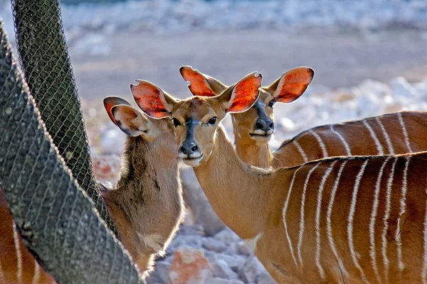 Gazelles d'Afrique — Photo