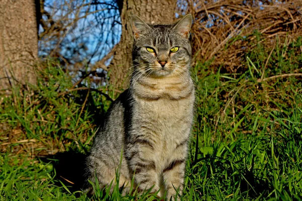 猫 — 图库照片