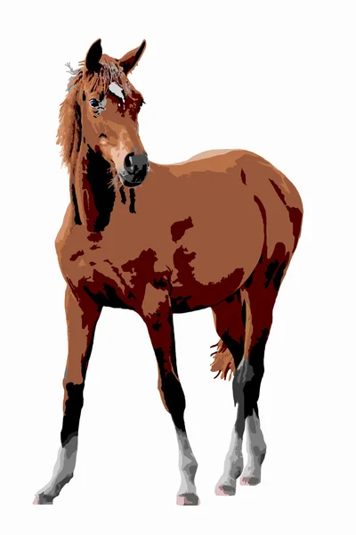 Horse — Stock Photo, Image