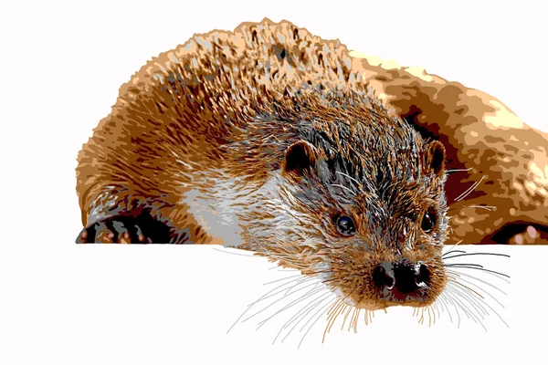 Otter — Stockfoto