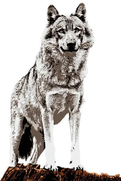 Gray wolf — Stock Photo, Image