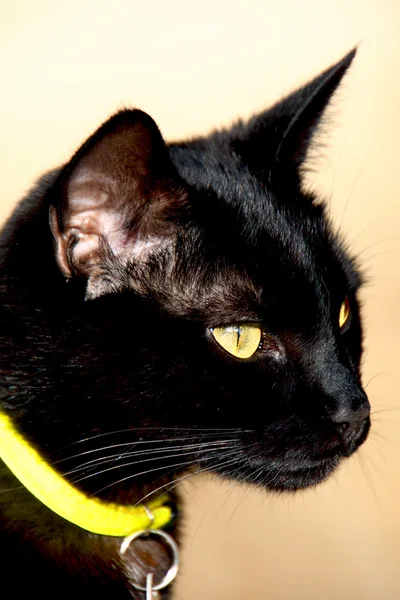 Fekete macska feje — 스톡 사진