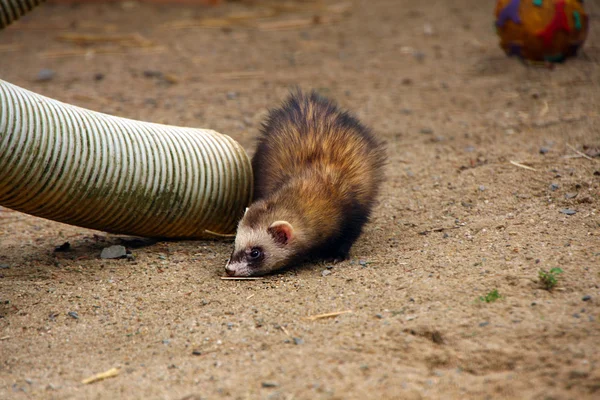 Ferret — Stock Photo, Image