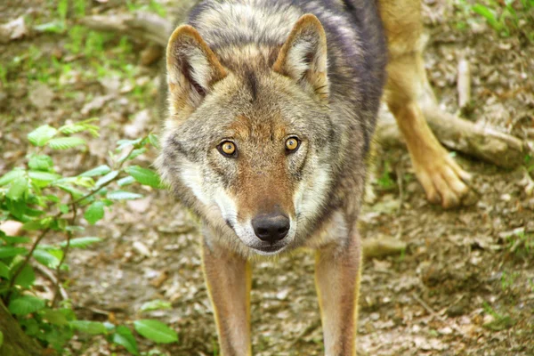 Lobo — Foto de Stock