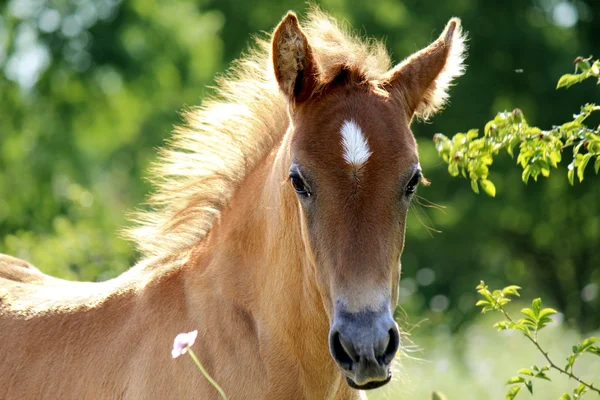 Cavalo jovem — Fotografia de Stock