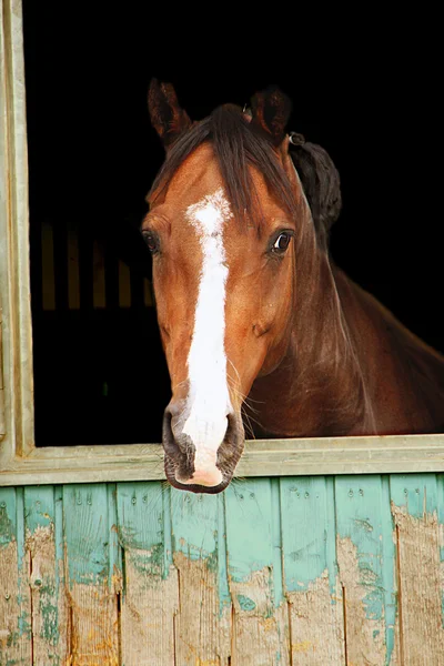 Cavalo — Fotografia de Stock