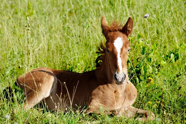 Cavalo jovem — Fotografia de Stock