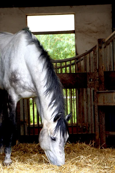 Horse — Stock Photo, Image