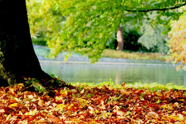 The forest — Stock Photo, Image