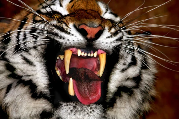 Tigre — Foto Stock