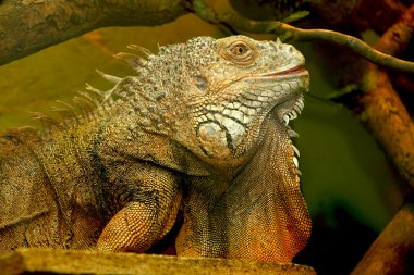 iguana kertenkele