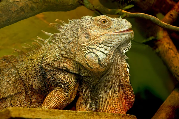 Iguana kertenkele — Stok fotoğraf