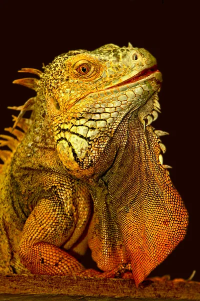 Iguana ödlan — Stockfoto