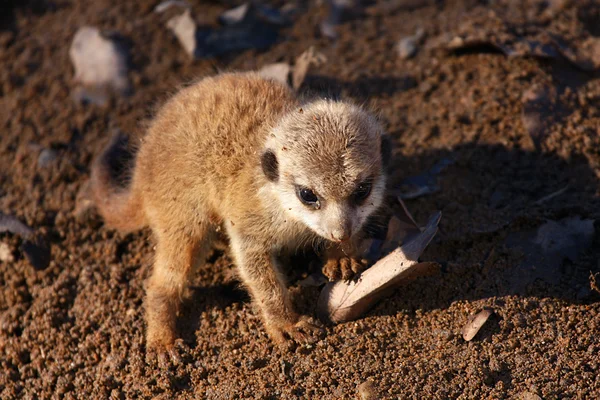 Meerkat — Stock Photo, Image