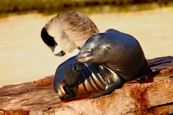 Seal — Stock Photo, Image