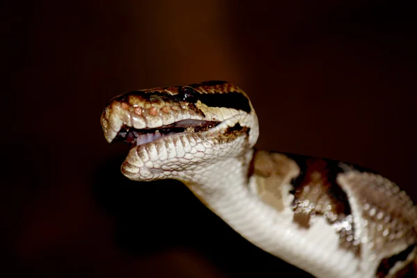 ヘビ — ストック写真