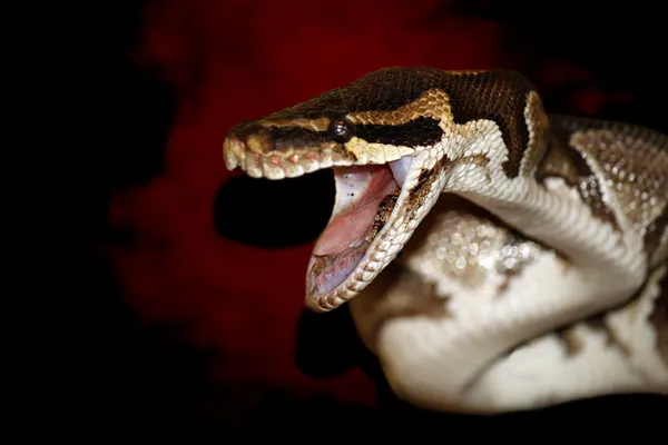 Snake — Stock Photo, Image