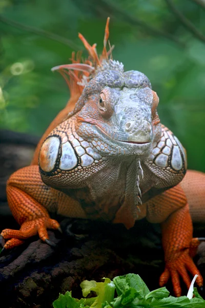 Iguana ödlan — Stockfoto