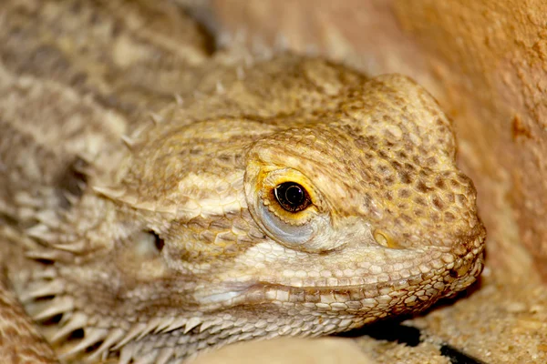 Lizard — Stock Photo, Image